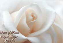 Gramofon | Waltz of Roses